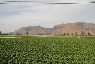 Champ avec des légumes